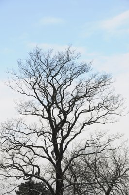 chatouillage du ciel_4316232419_l.jpg